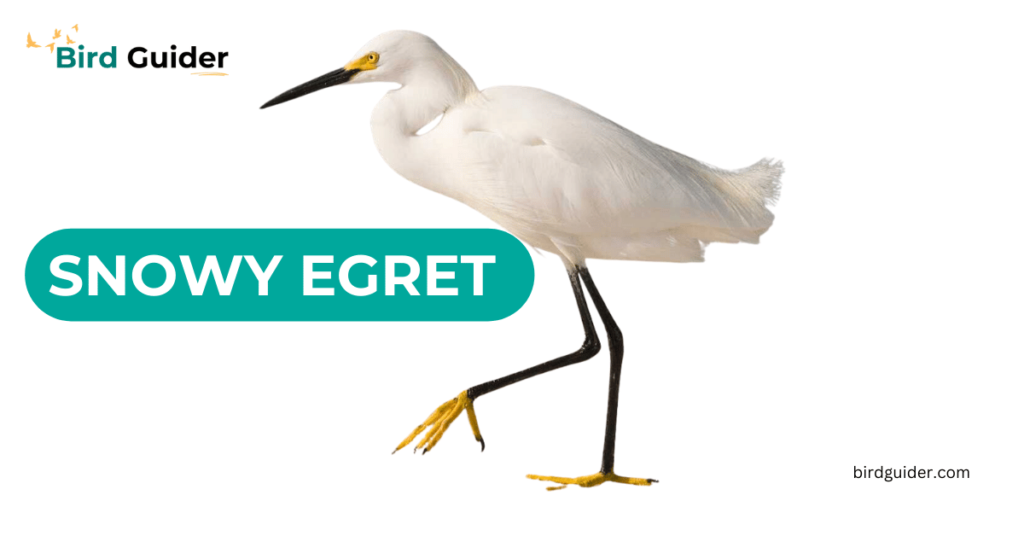 Snowy Egret White Birds In Michian birdguider.com